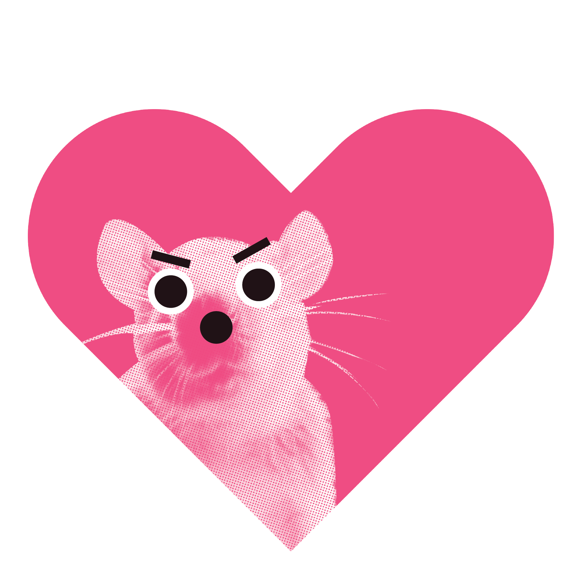 Rat